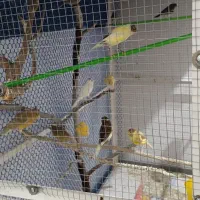 قناری جوجه سال