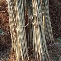 عرضه مستقیم انواع نهال در نهالستان سهند