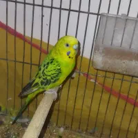 مرغ عشق خوب|پرنده|یاسوج, |دیوار