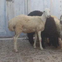 بره قوچ نره بز نقشی بز شیر مخصوص درخونه|حیوانات مزرعه|بندرعباس, |دیوار