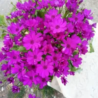 حواله سهند s