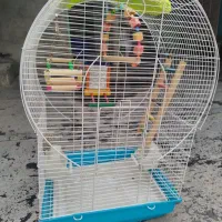قفس عروس هلندی