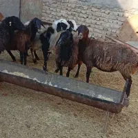 میش ابستن|حیوانات مزرعه|جوادآباد, |دیوار