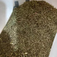 اویشن باریک کوهی تازه و پاک شده