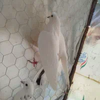 کبوتر زوردار