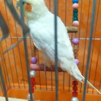 عروس هلندی نر فروشی بدون قفس