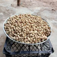 پسته درجه یک|خوردنی و آشامیدنی|کیلان, |دیوار