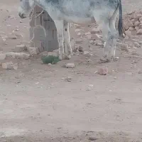 فروش فوری