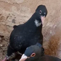 نر یهودی زرد یا سبز