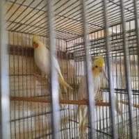 جفت مولد عروس هلندی