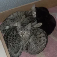 واگذاری بچه گربه