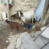 بز جوان|حیوانات مزرعه|بلبان آباد, |دیوار