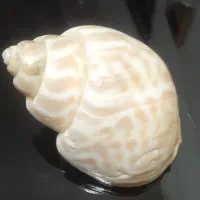 صدفهای‌بزرگ‌دکوری