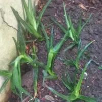 گل و گیاه گلدونی|گل و گیاه طبیعی|رشت, یخسازی|دیوار