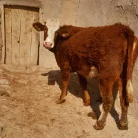 سه عدد گاو سمینتال قرمز جوان آبستن گاو صحرا|حیوانات مزرعه|نظر کهریزی, |دیوار