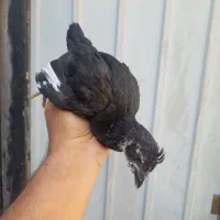 ۱۰ تا نیمچه گلین ۲ ماهه|حیوانات مزرعه|ساوه, |دیوار