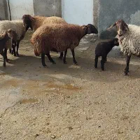 میش وگوسفند