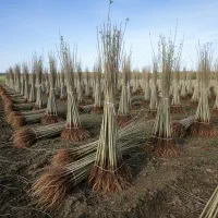 تا 50٪ تخفیف برای خریدهای عمده|حراج|خرمدره, |دیوار