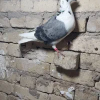 پلاکی
