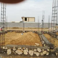 تخم یونجه بغدادی