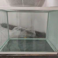 آکواریوم شیشه خم شرکتی قناری به همراه پمپ