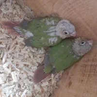 جوجه گرینچیک اناناسی سرلاکی