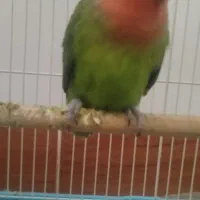 طوطی برزیلی