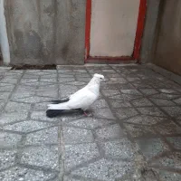 دمی ماده شونی ماده