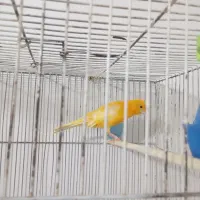 قناری ماده کشیده