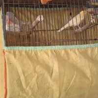 یک عدد قناری سرامیکی مست جوانه|پرنده|گرگان, |دیوار