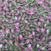 گل محمدی تازه
