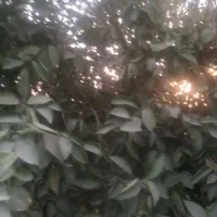 خریدار میوه و اجاره باغ