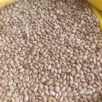 لوبیا چیتی محلی