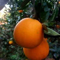 پرتقال تامسون ارگانیک درجه ۱