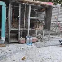 کفتر و گنجه فروشی|پرنده|شیراز, شاهچراغ|دیوار