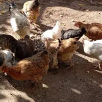 مرغ وخروس محلی|حیوانات مزرعه|بیرانوند, |دیوار