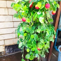 دو عدد گلدان گل مصنوعی