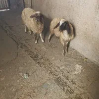 دوعدد بره ماده پوشی