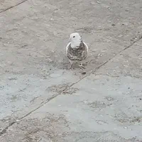 کبوتر کفتر|پرنده|شاهین‌شهر, شهرک گلدیس|دیوار