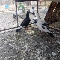 ابلغ دو رگ
