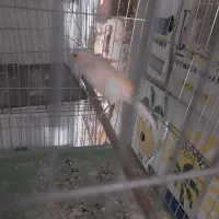 قناری پرتغالی|پرنده|قرچک, باقرآباد|دیوار