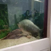 ماهی گوشتخوار درشت|ماهی|مشهد, امیرآباد|دیوار