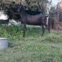 بز هیکلی|حیوانات مزرعه|جیرفت, |دیوار