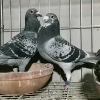 کبوتر مسافتی و پلاکی