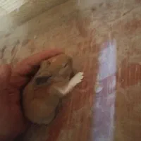 توله خرگوش