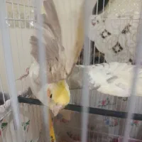 یه جفت عروس هلندی لوتینو|پرنده|لالجین, |دیوار