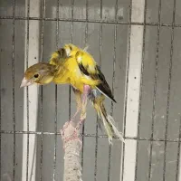 قناری|پرنده|شیراز, تندگویان|دیوار