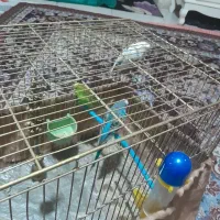 با عرض سلام و درود ۳ عدد مرغ عشق انگلیسی