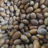 پک 20 عددی بلوط با خواص درمانی و زیبایی