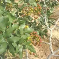 فروش-باغ-پسته